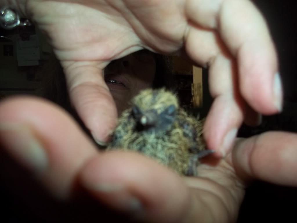pajaro caido pajaro caido