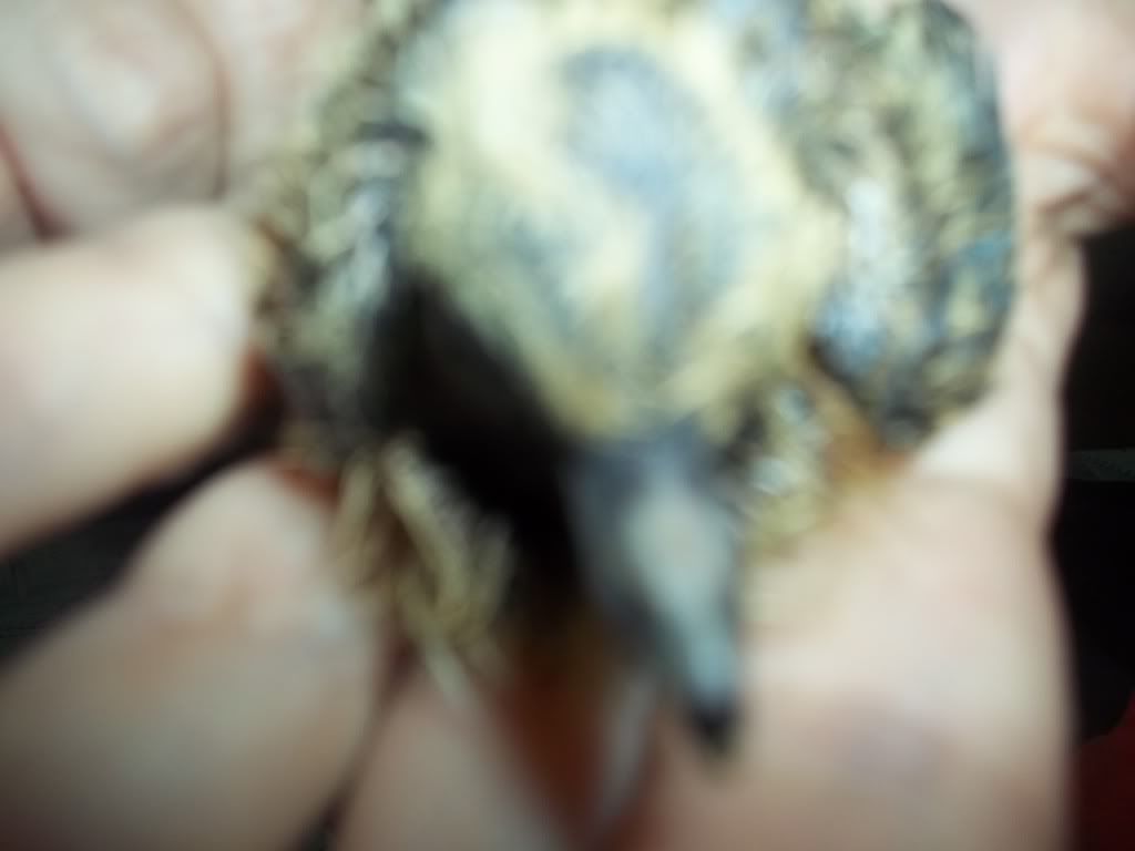 cuidados para pajaros cuidados para pajaros