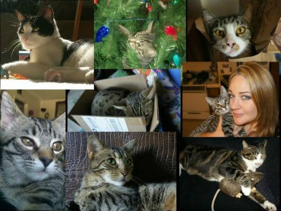 collage_cats-1.jpg