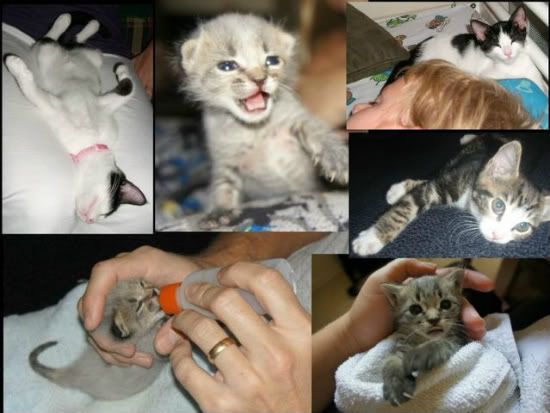 collage_kittens.jpg