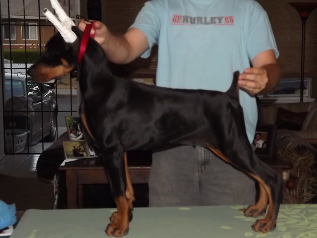 black bart dobermans