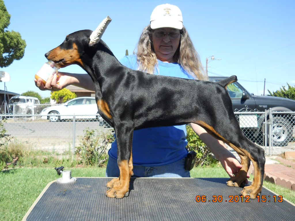 black bart dobermans