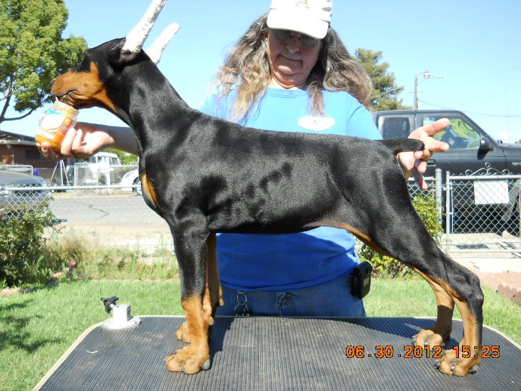 black bart dobermans