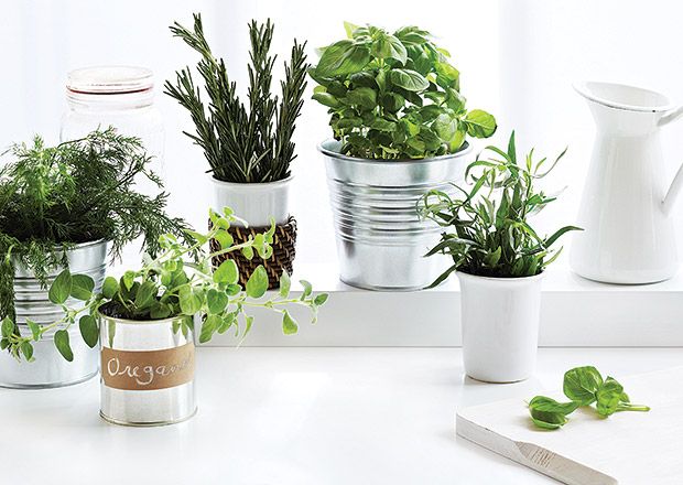 photo herbs.jpg