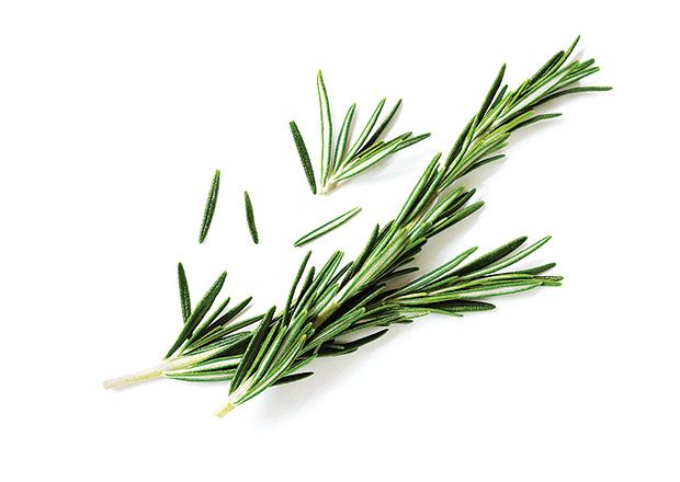 photo herbs1.jpg