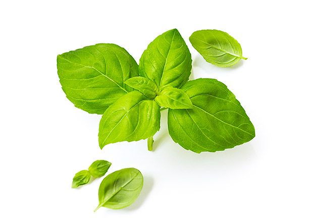 photo herbs2.jpg