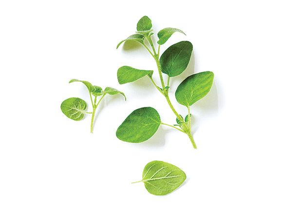 photo herbs3.jpg