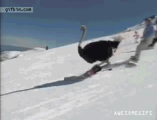 skiing-ostrich-is-awesome_zps37ed33cc.gif