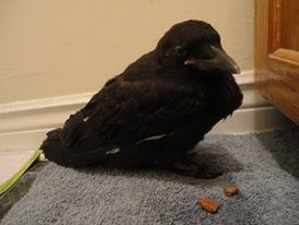 Baby_Crow_zps46c882e9.jpg