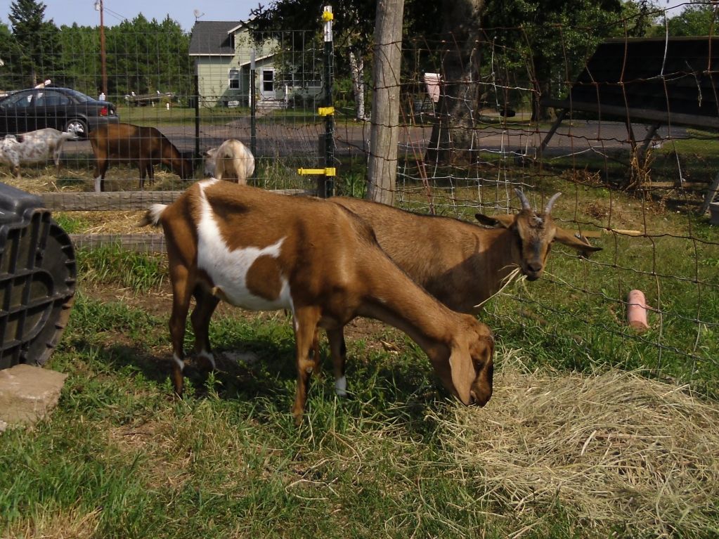 New goats and cute kids! - Goats