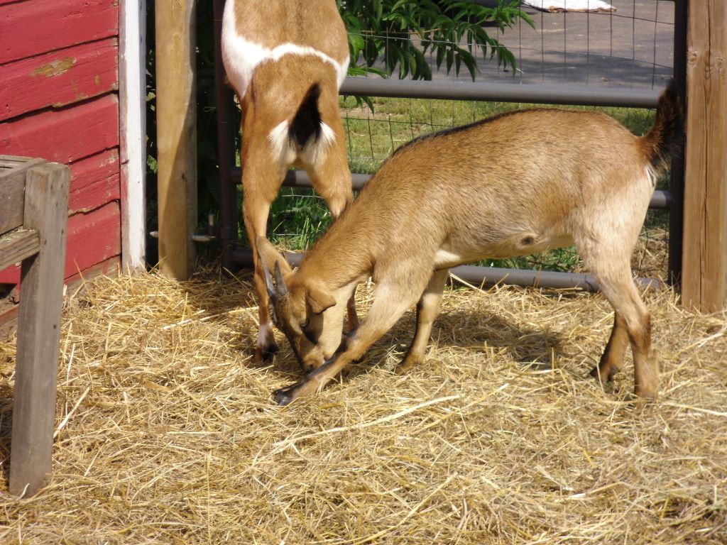 New goats and cute kids! - Goats