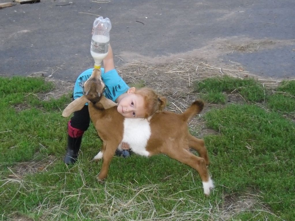 New goats and cute kids! - Goats