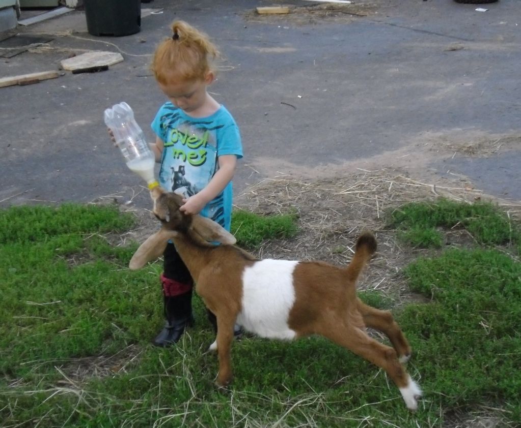 New goats and cute kids! - Goats
