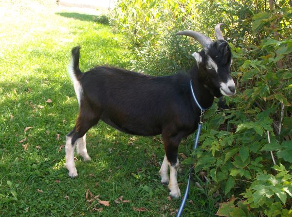 Here's Zeke - Goats