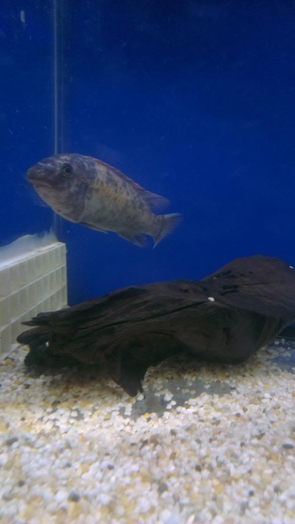 IMAG0134_zpsc198c8b1.jpg