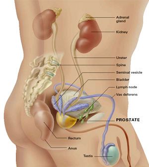 Male Reproductive Anatomy