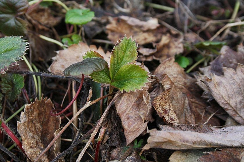  photo kevaumlt014_zps72cb58f7.jpg