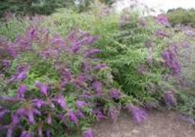 buddleja_zps58751558.jpg?t=1403775099
