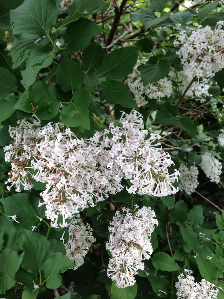 Looks Like Lilac Bush But Isn t Anyone Know HelpfulGardener