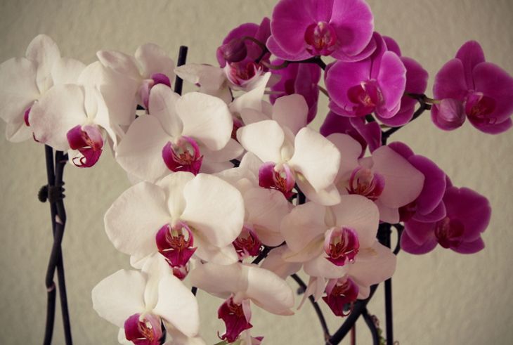 photo orchids_zps04c5dae8.jpg