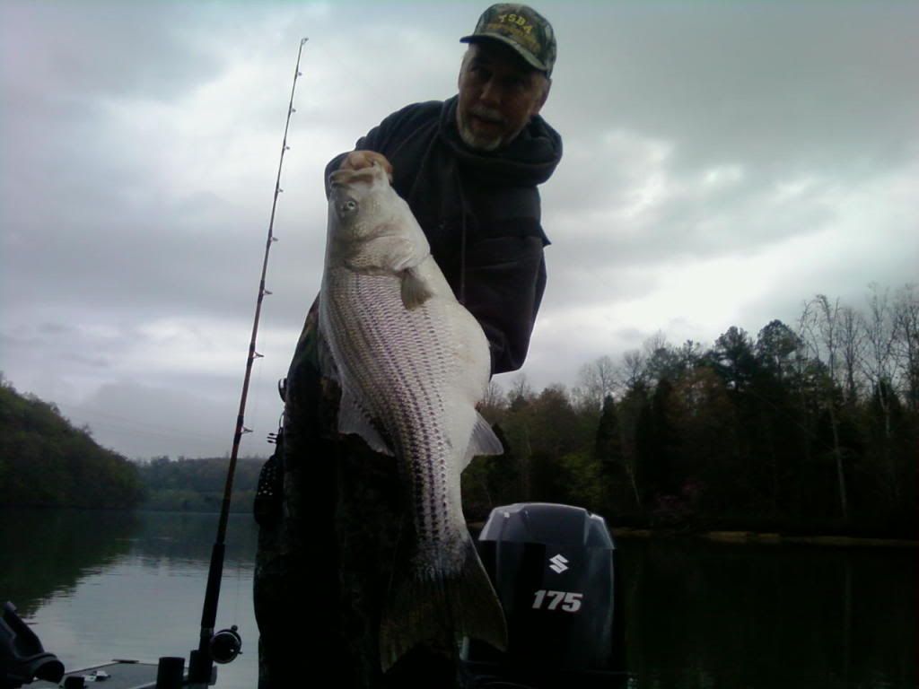 Watts Bar Striper Report East Tennessee Fishing Forums