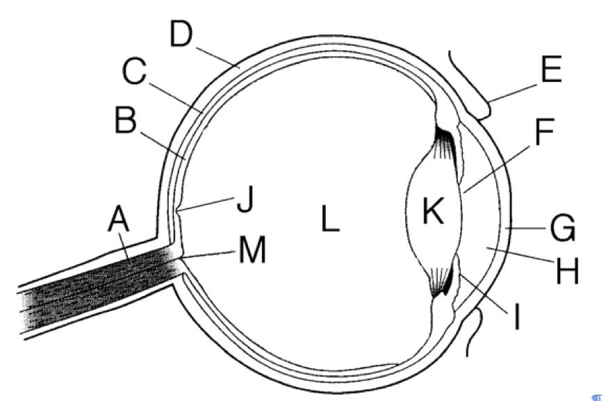 Eye Anatomy Pictures, Images & Photos | Photobucket