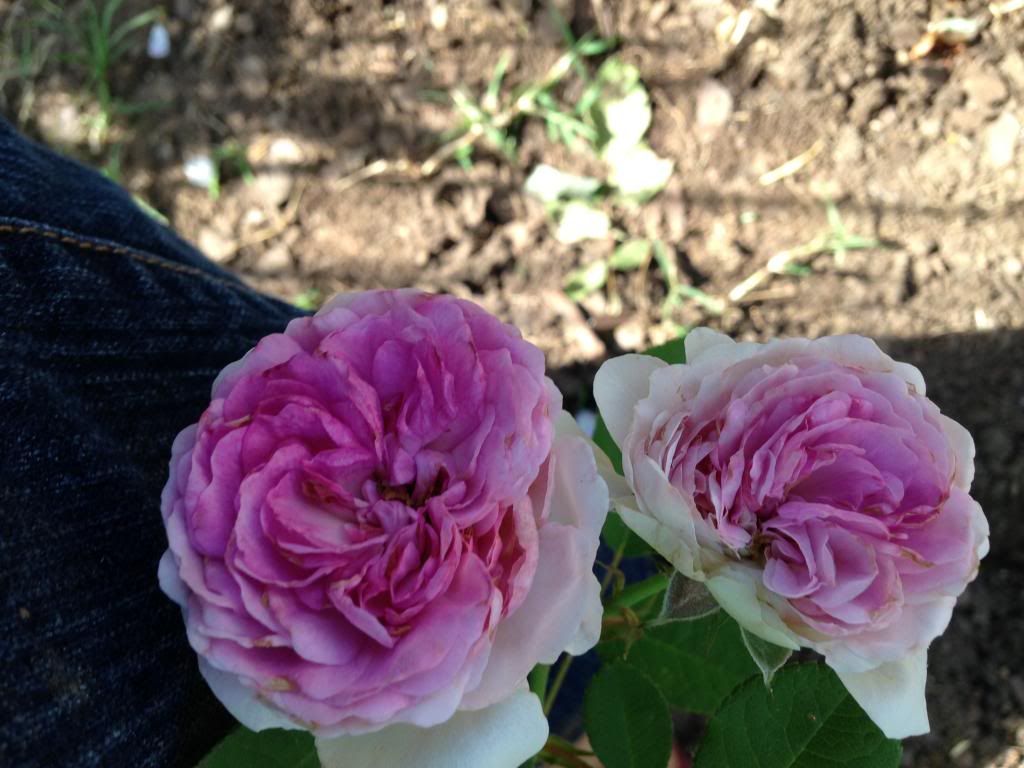 geschwind's orden photo IMG_0571.jpg