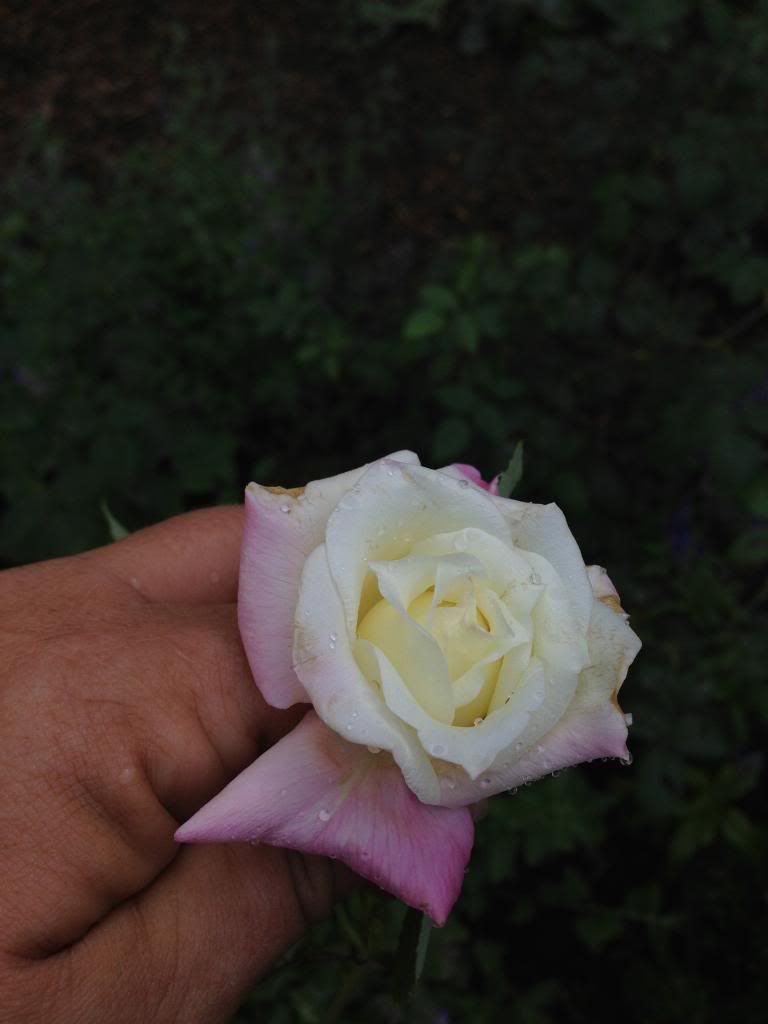 maman cochet photo IMG_0682.jpg