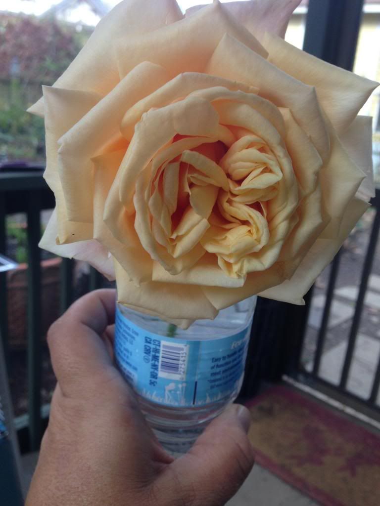 VALENCIA NOVEMBER photo IMG_1703.jpg