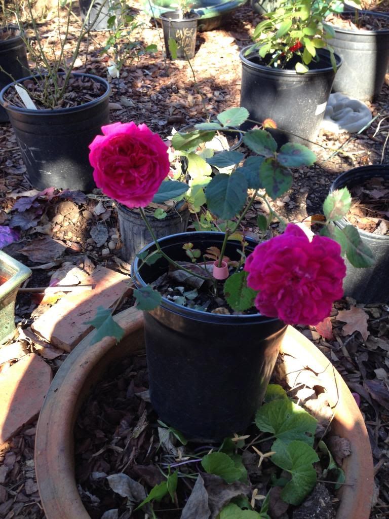 EUGENE DE BEAUHARNAIS photo IMG_1711.jpg