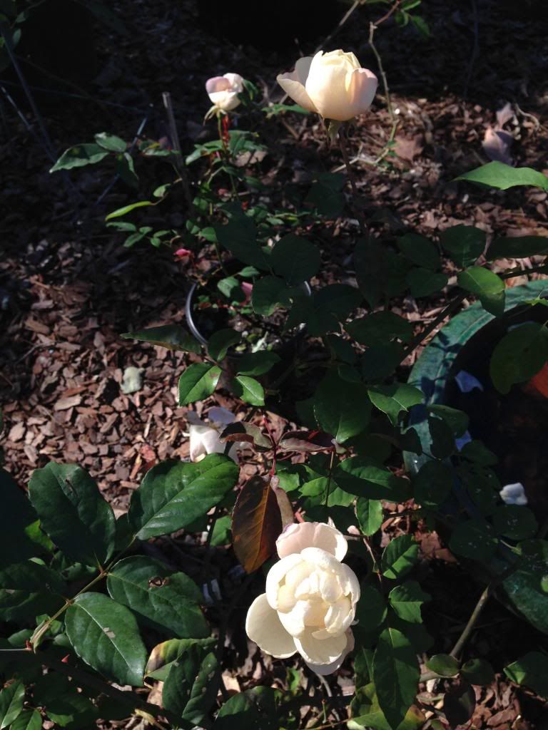 SAFRANO NOVEMBER photo IMG_1713.jpg