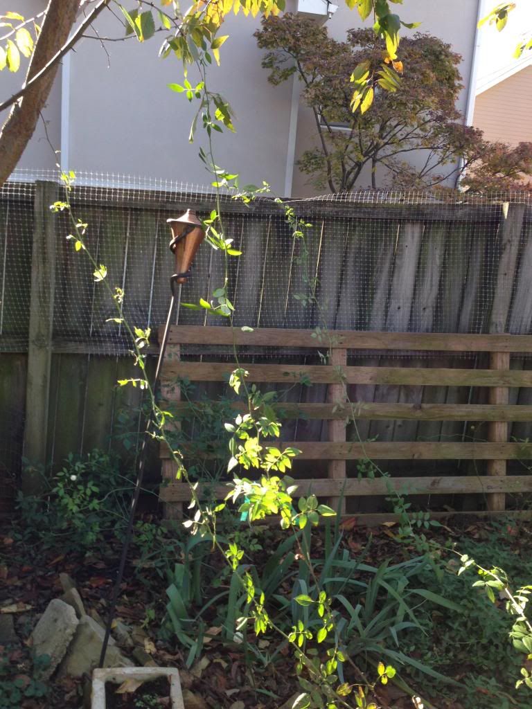 GARDENIA CANES photo IMG_1715.jpg