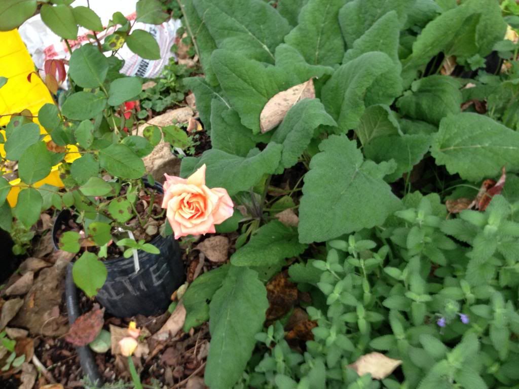 GITTE OCTOBER photo gitteoctober.jpg