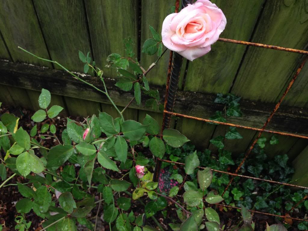 G. NABONNAND OCTOBER photo gnabonnand.jpg