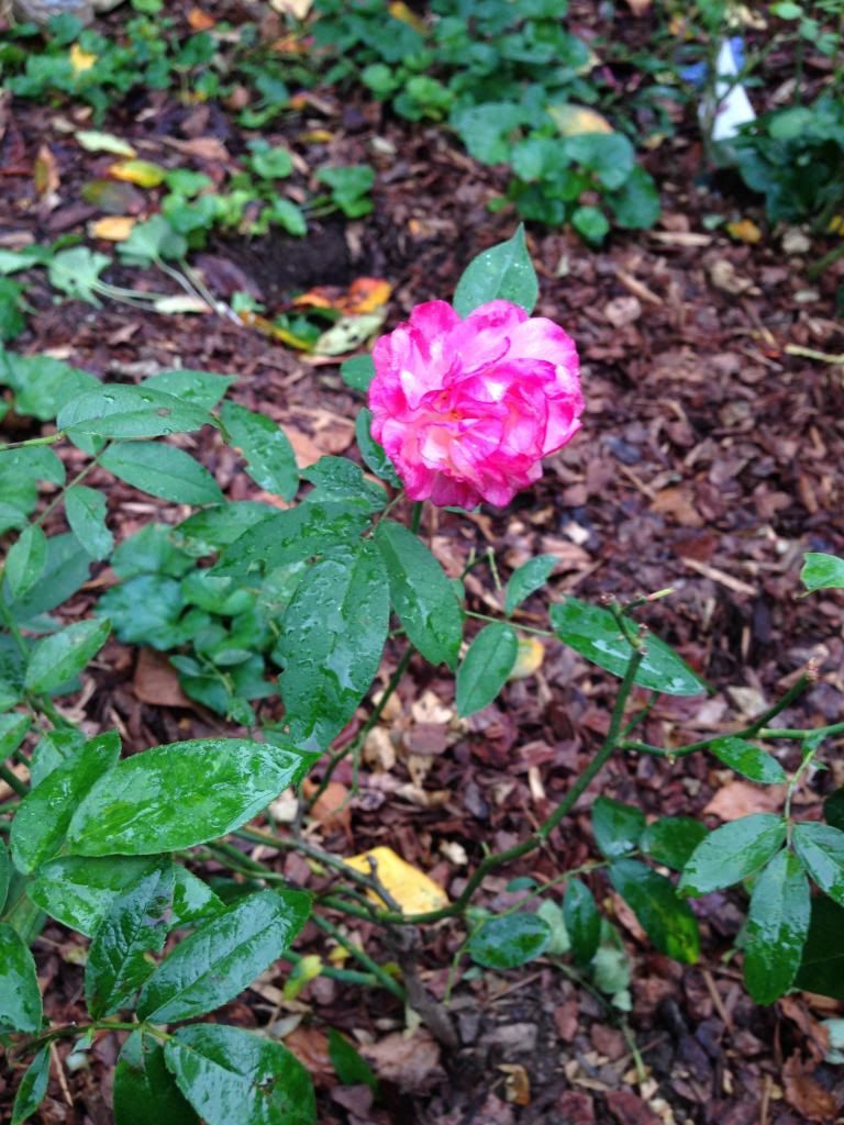 LEONIE LAMESCH OCTOBER photo leonielamesch.jpg