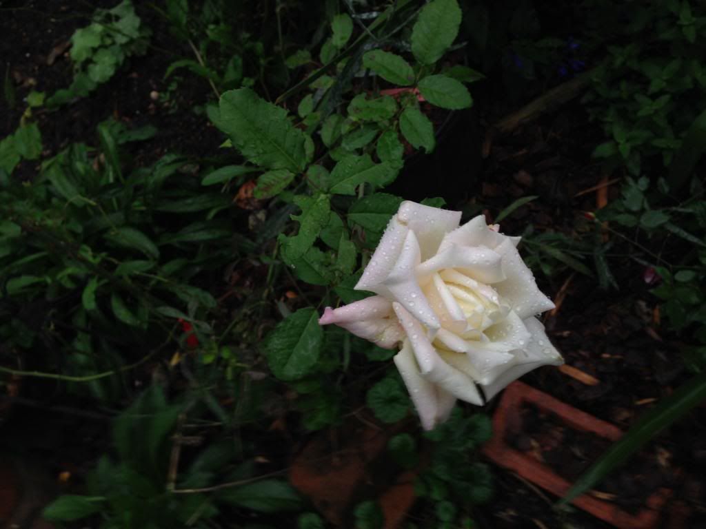 MAMAN COCHET OCTOBER photo mamanoctober.jpg