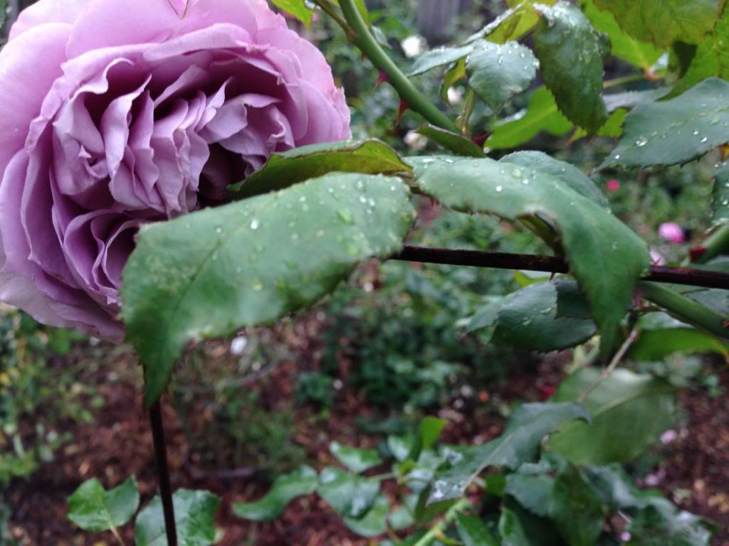 PEEPING POSEIDON photo peepingposeidon.jpg