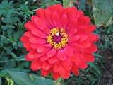 Orange Zinnia