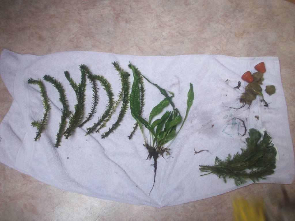 http://i1242.photobucket.com/albums/gg539/zoetwatersteven/103_0086.jpg