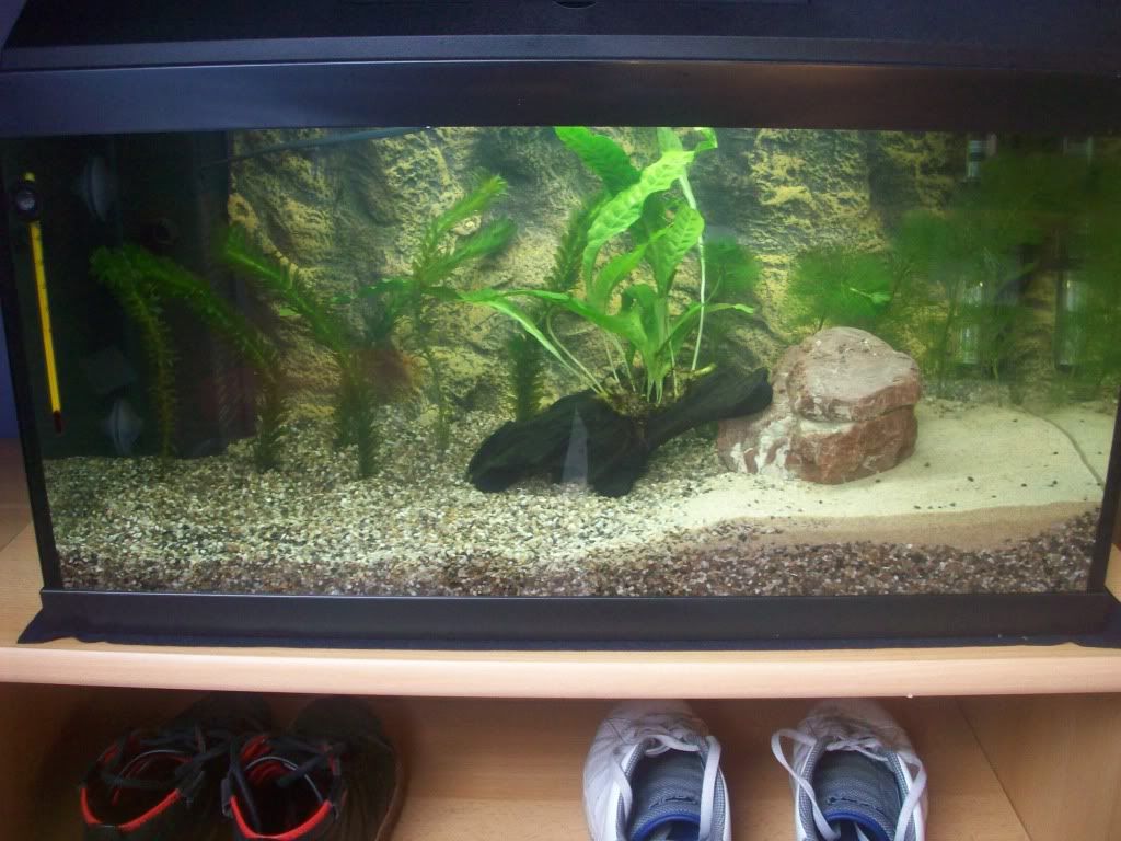 http://i1242.photobucket.com/albums/gg539/zoetwatersteven/103_0088.jpg