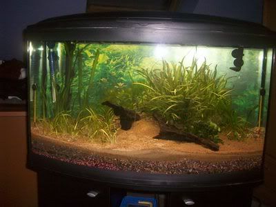 http://i1242.photobucket.com/albums/gg539/zoetwatersteven/103_0173.jpg