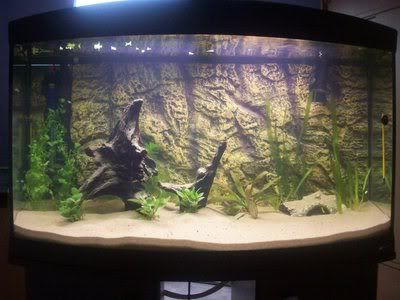 http://i1242.photobucket.com/albums/gg539/zoetwatersteven/amazonebiotoop.jpg