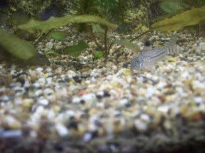 http://i1242.photobucket.com/albums/gg539/zoetwatersteven/corys4.jpg