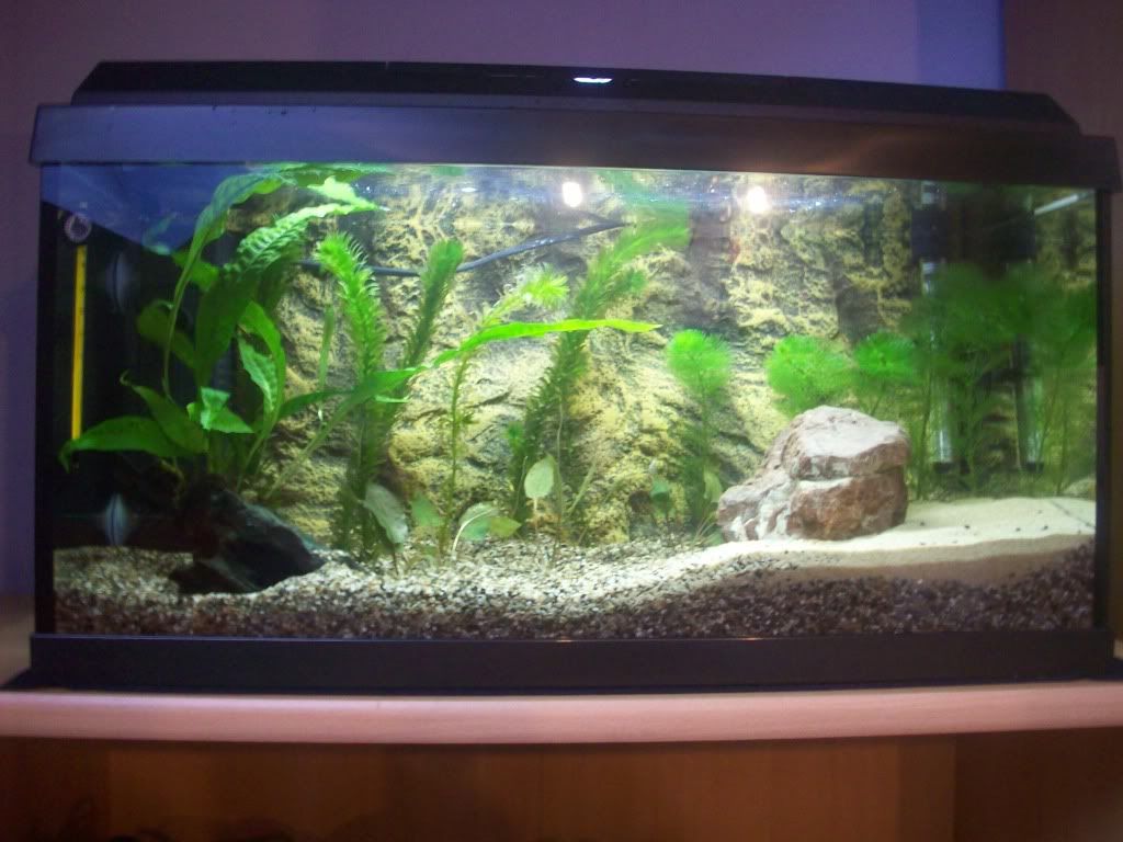 http://i1242.photobucket.com/albums/gg539/zoetwatersteven/cryptocoryne1.jpg
