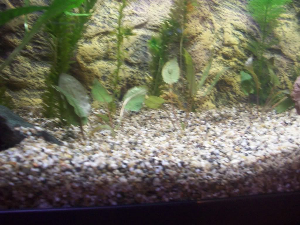 http://i1242.photobucket.com/albums/gg539/zoetwatersteven/cryptocoryne2.jpg
