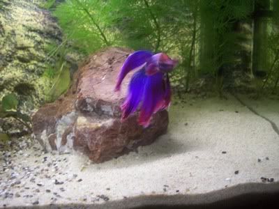 http://i1242.photobucket.com/albums/gg539/zoetwatersteven/kempvis2.jpg