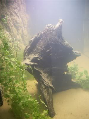 http://i1242.photobucket.com/albums/gg539/zoetwatersteven/nieuwkienhot2.jpg