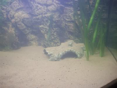 http://i1242.photobucket.com/albums/gg539/zoetwatersteven/schuilplaats.jpg