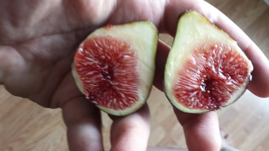 [FigoPreto1_zps2c20fb37]