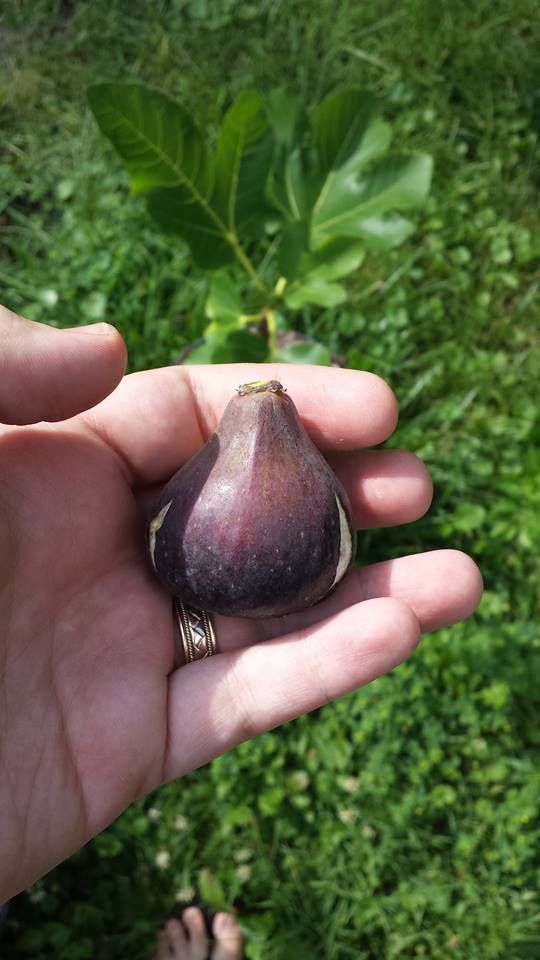 [FigoPreto2_zps3601973f]